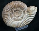 Perisphinctes Ammonite - Jurassic #7367-1
